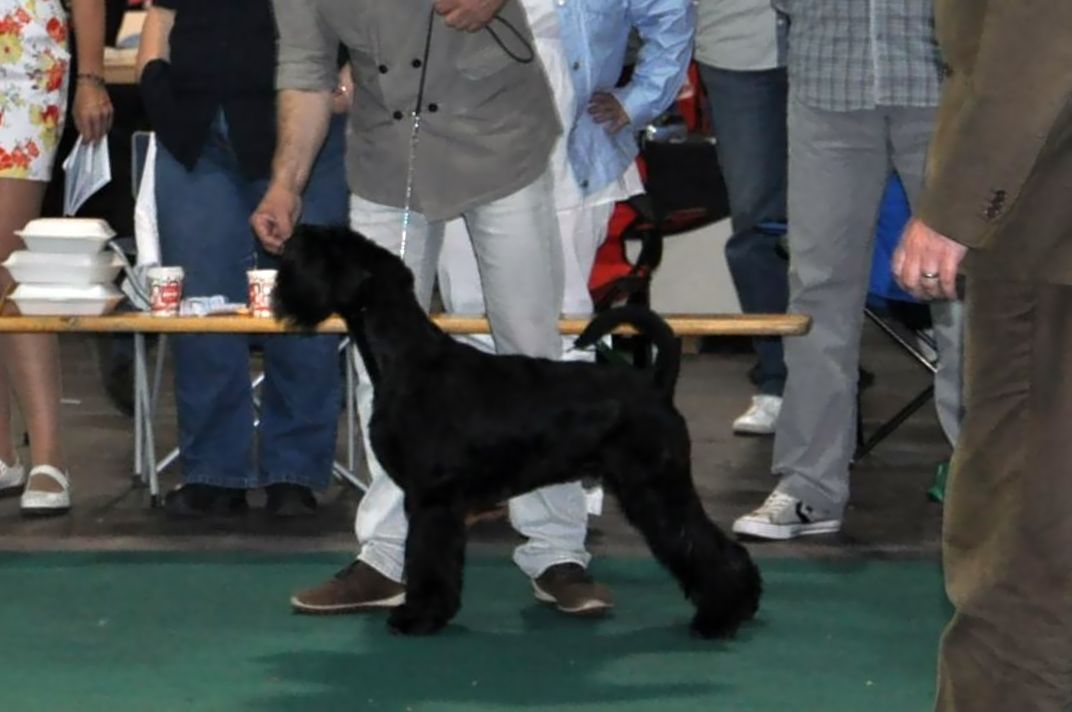 Black Standard Schnauzer