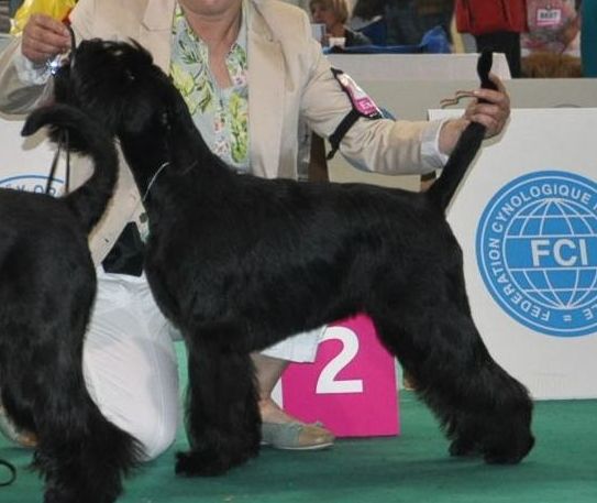 Black Standard Schnauzer