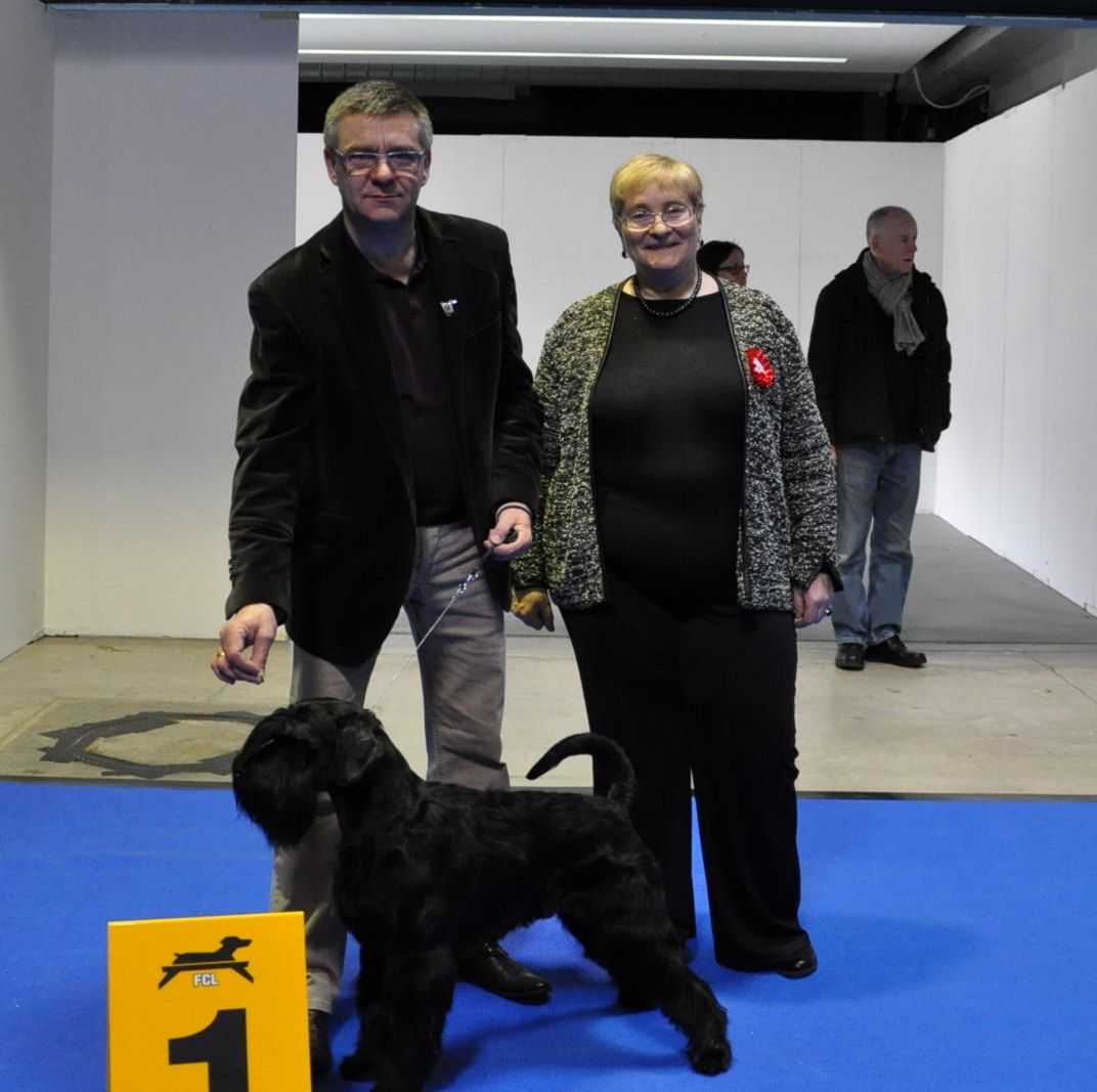 Black Standard Schnauzer