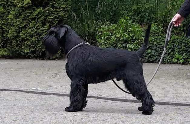Black Standard Schnauzer