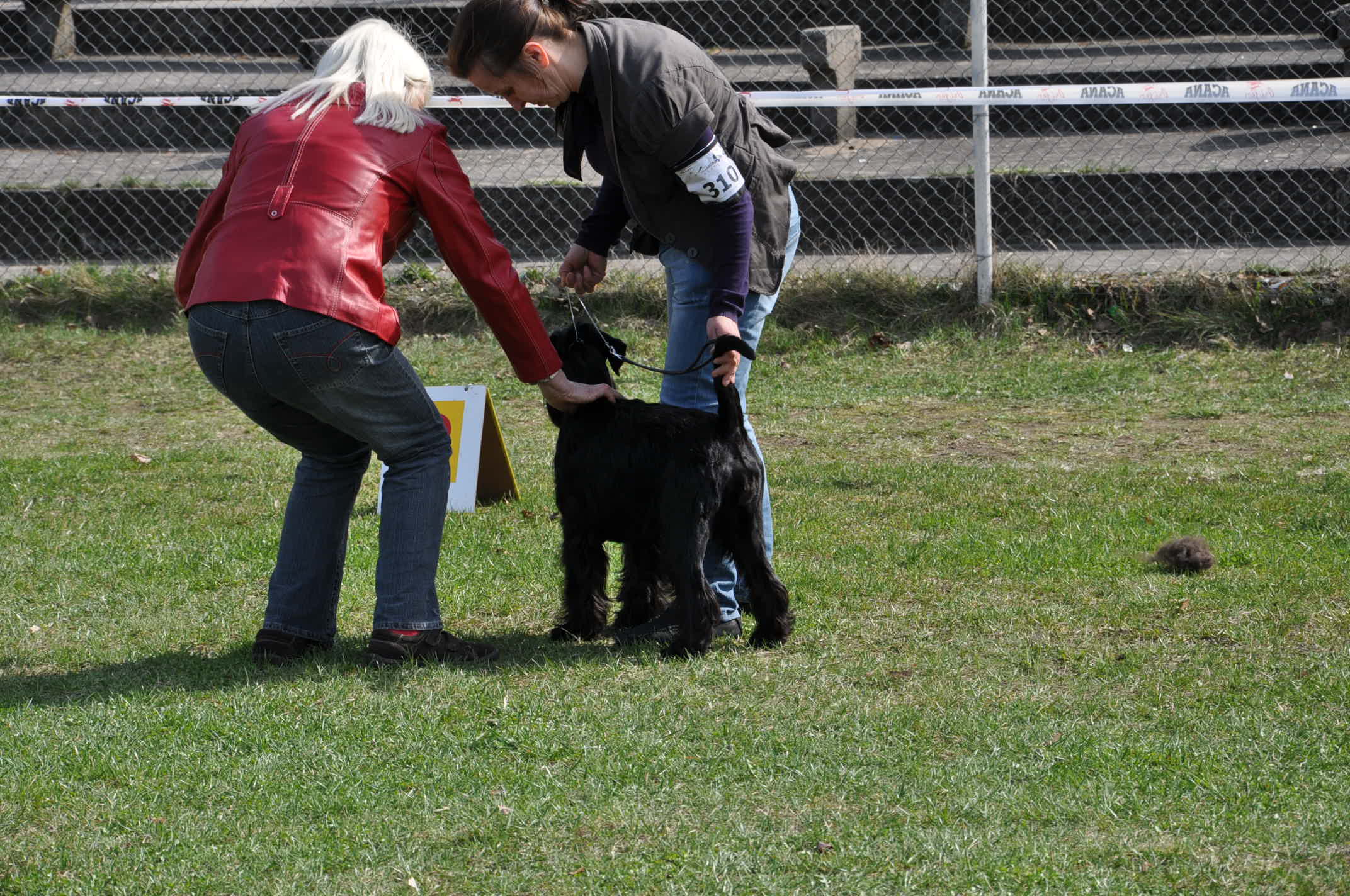 Black Standard Schnauzer