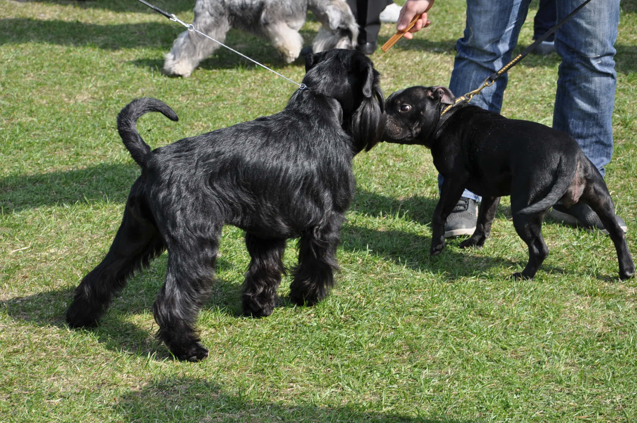 Black Standard Schnauzer