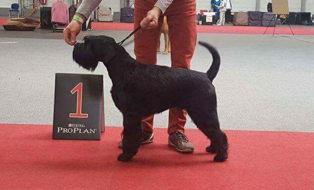 Black Standard Schnauzer