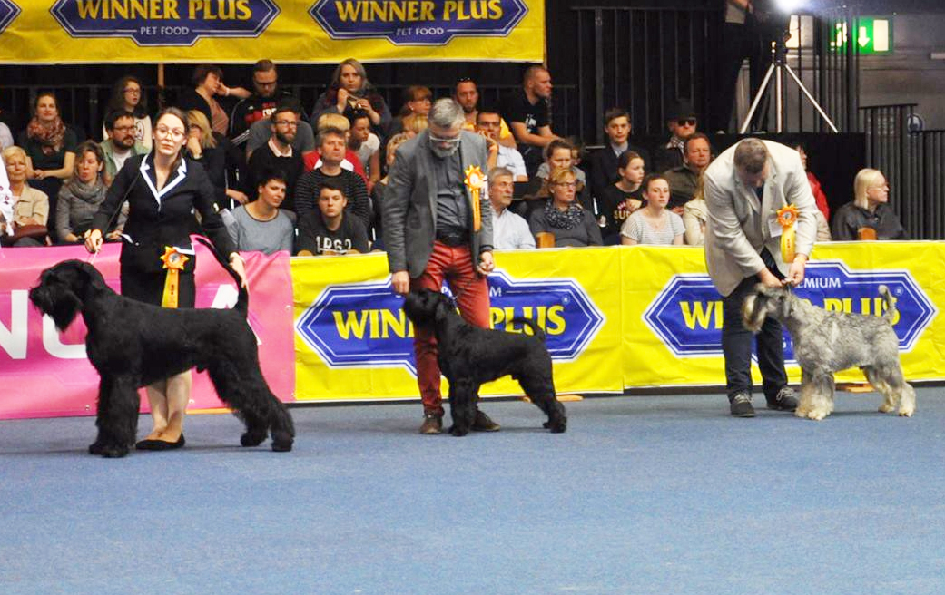 Black Standard Schnauzer