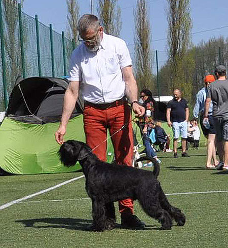 Black Standard Schnauzer