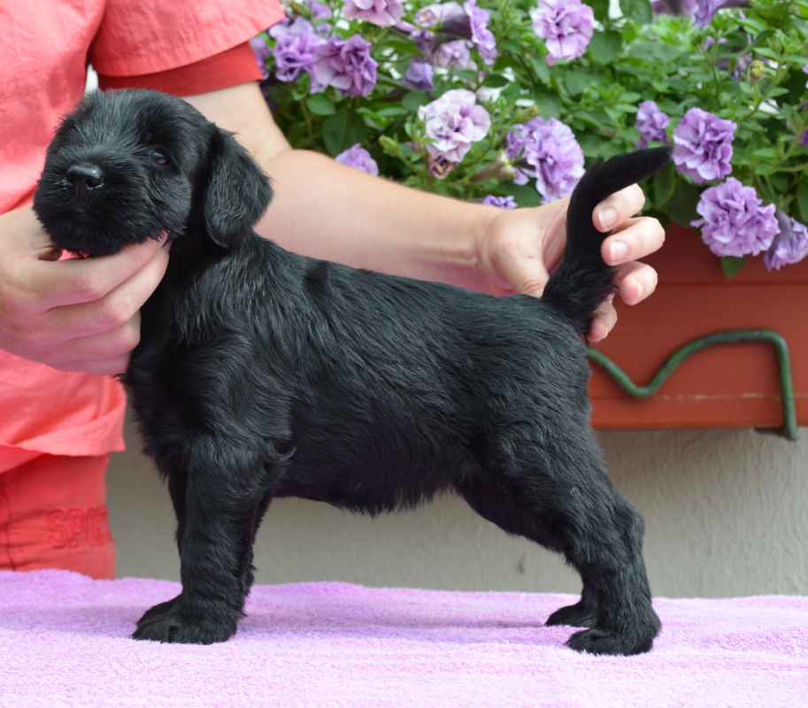 Black Standard Schnauzer