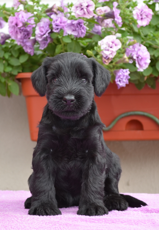 Black Standard Schnauzer