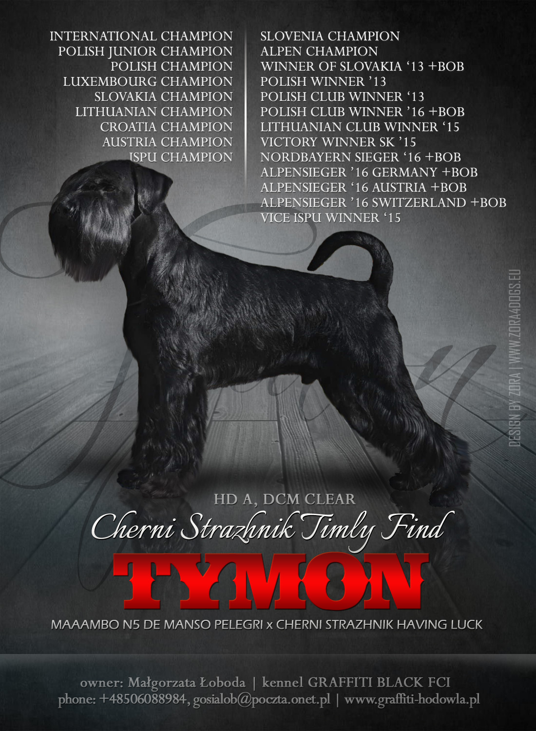 Black Standard Schnauzer
