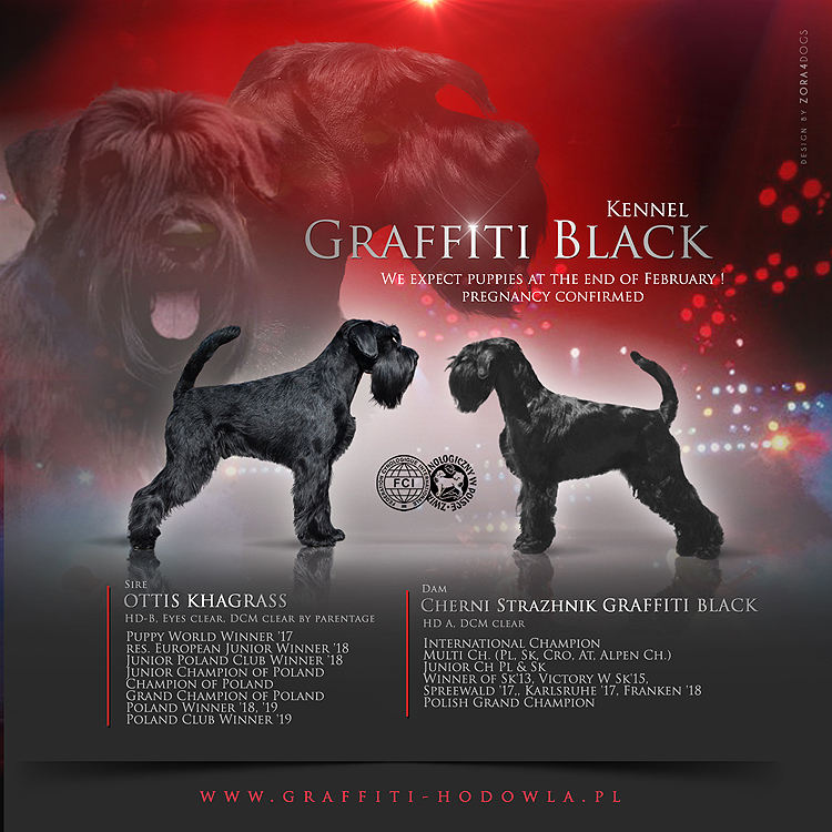 Black Standard Schnauzer Puppies