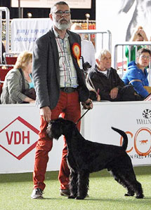 Cherni Strazhnik TIMLY FIND, Black Standard Schnauzer