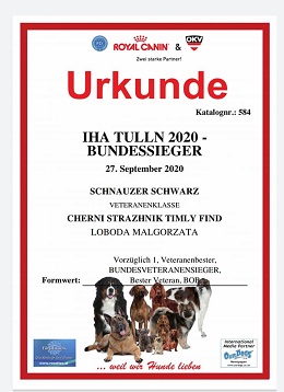 Sznaucer średni czarny