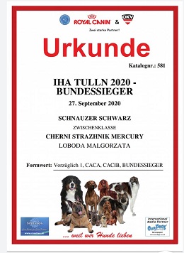 Sznaucer średni czarny