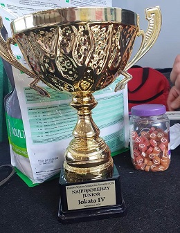 Sznaucer średni czarny