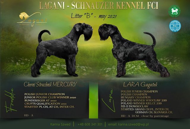 Sznaucer średni czarny