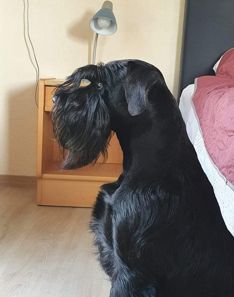 Sznaucer średni czarny