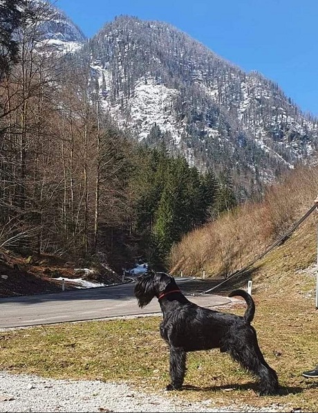 Sznaucer średni czarny