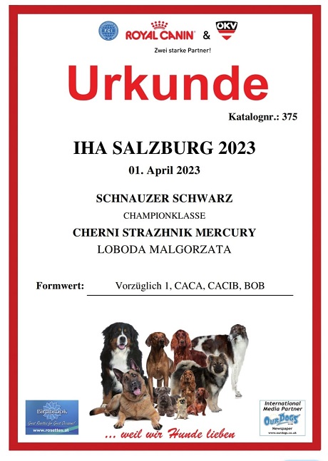 Sznaucer średni czarny