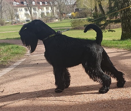 Sznaucer średni czarny