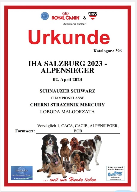 Sznaucer średni czarny