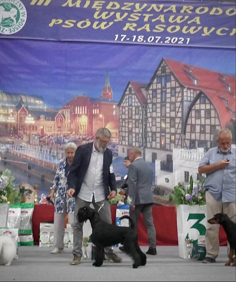 Sznaucer średni czarny