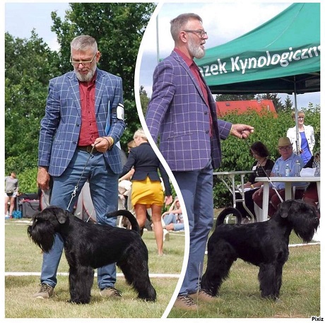 Sznaucer średni czarny