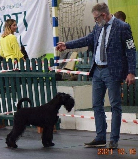 Sznaucer średni czarny