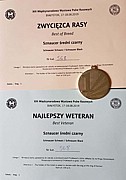 Sznaucer średni czarny