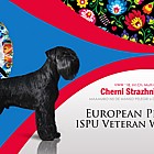 Sznaucer średni czarny