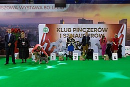 Sznaucer średni czarny