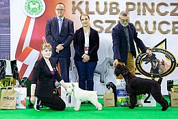 Sznaucer średni czarny