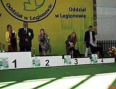 Sznaucer średni czarny