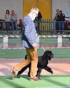 Sznaucer średni czarny