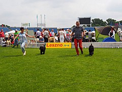 Sznaucer średni czarny