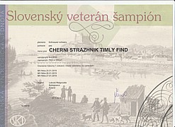 Sznaucer średni czarny