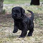 Black Schnauzer puppies