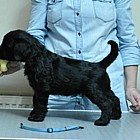 Black Schnauzer puppies