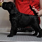 Black Schnauzer puppies