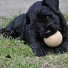 Black Schnauzer puppies