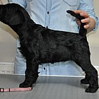 Black Schnauzer puppies
