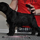 Black Schnauzer puppies