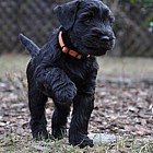 Black Schnauzer puppies