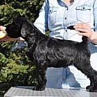 Black Schnauzer puppies
