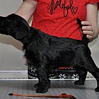 Black Schnauzer puppies