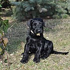 Black Schnauzer puppies