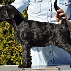 Black Schnauzer puppies