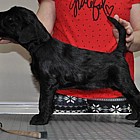 Black Schnauzer puppies