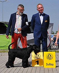 Sznaucer średni czarny