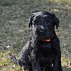 Black Schnauzer puppies