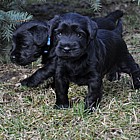 Black Schnauzer puppies