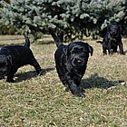 Black Schnauzer puppies